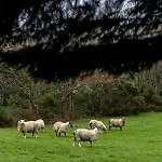 Clone Penzion Aughrim