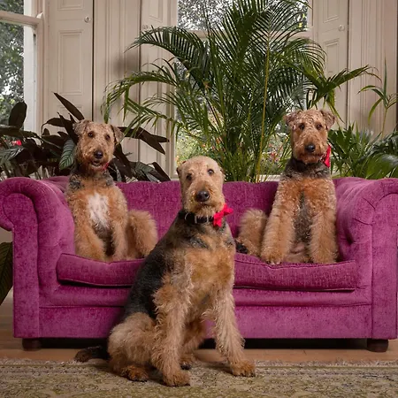 Pensión Clone Aughrim