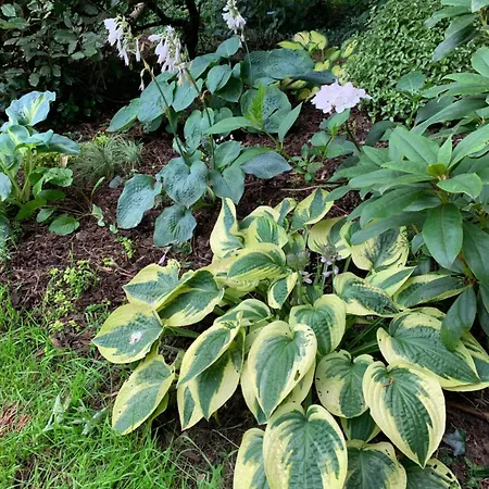 Clone & Gardens Aughrim