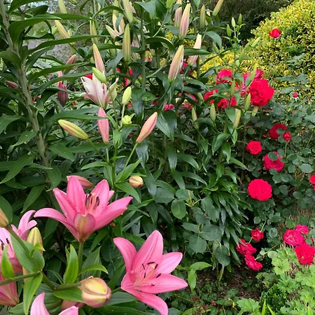 Clone & Gardens Gasthof Aughrim
