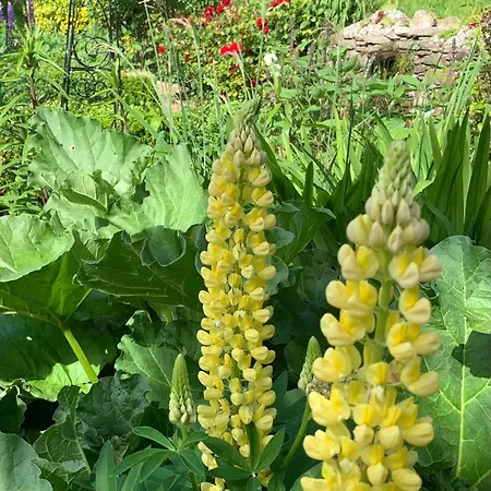 Clone & Gardens 5*
