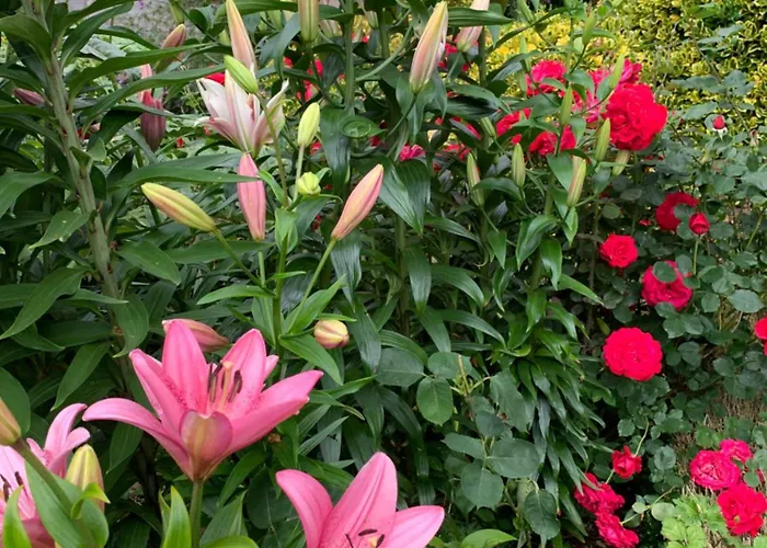 Clone Gasthof Aughrim